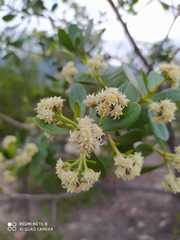 Baccharis macrantha