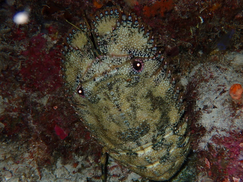 Parribacus antarcticus observed 2026-09-30