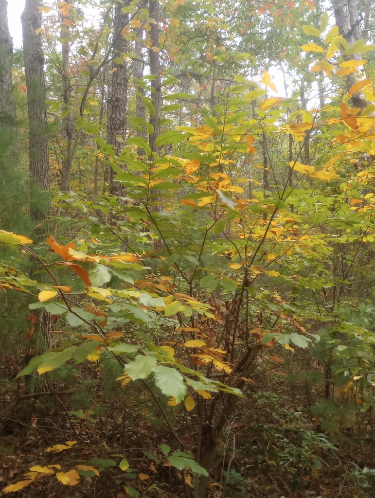 Inside a pine and oak wood, low chinkapins gone yellow and orange while the canopy above is still mostly green.
