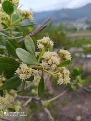 Baccharis macrantha