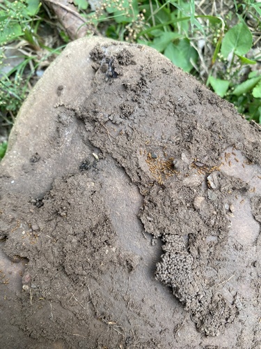 Solenopsis jacoti