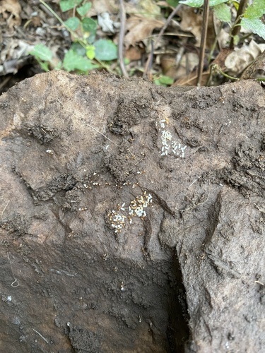 Yellow-footed Ant