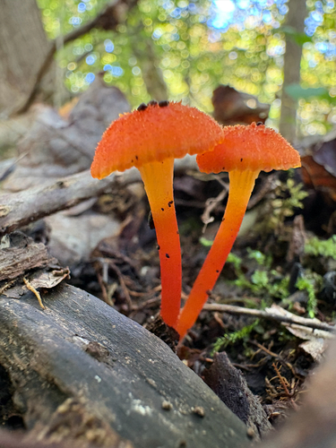 Hygrocybe cantharellus observed 2026-10-03