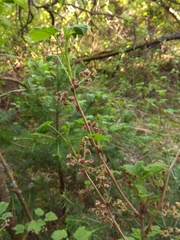 Ribes atropurpureum