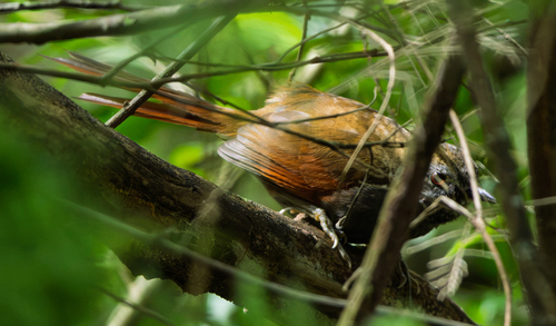Gray-bellied Spinetail