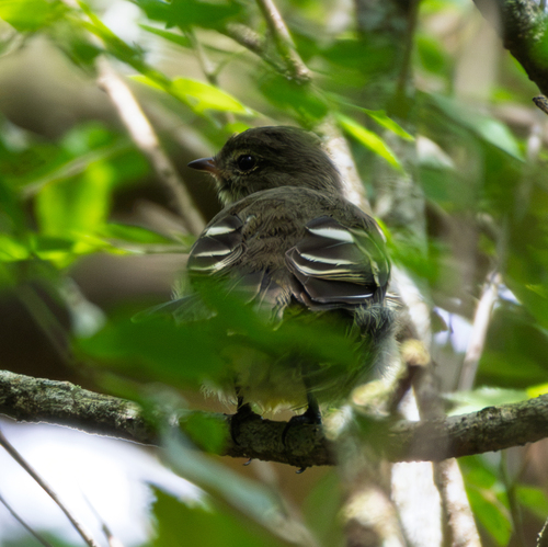 Small-headed Elaenia