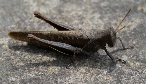 Abracris flavolineata