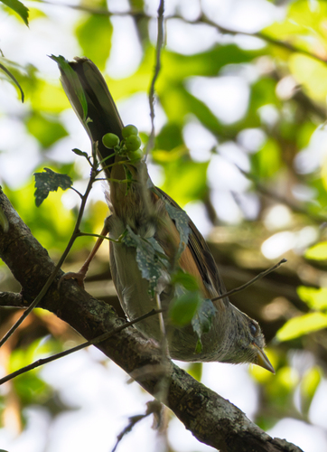 Gray-throated Warbling-Finch