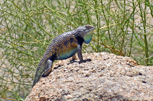 Desert Spiny Lizard, Joshua Tree National Park, Indio, CA, US, photo 8 of 10