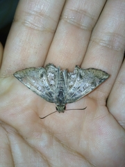 Antigonus emorsa