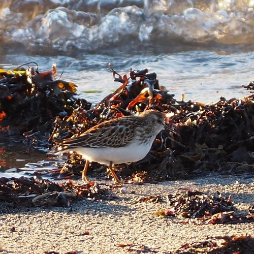 Least Sandpiper