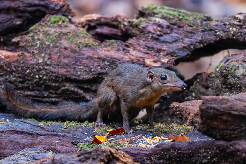 Long-footed Treeshrew