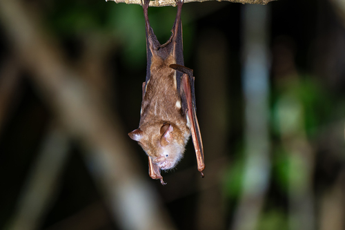 Diadem Roundleaf Bat