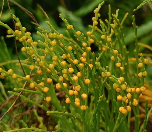 Psilotum nudum observed 2026-10-03