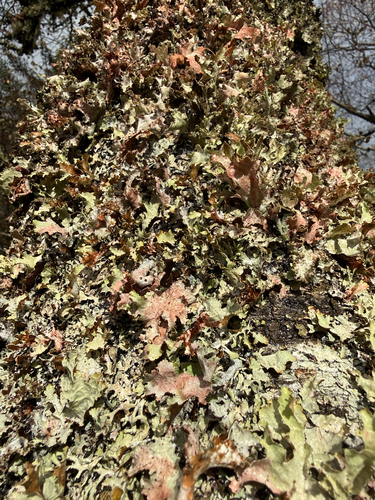 Varied Rag Lichen