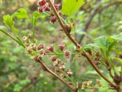 Ribes atropurpureum