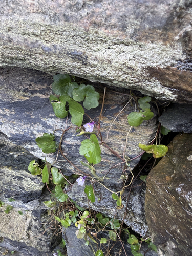 Ivy-leaved toadflax