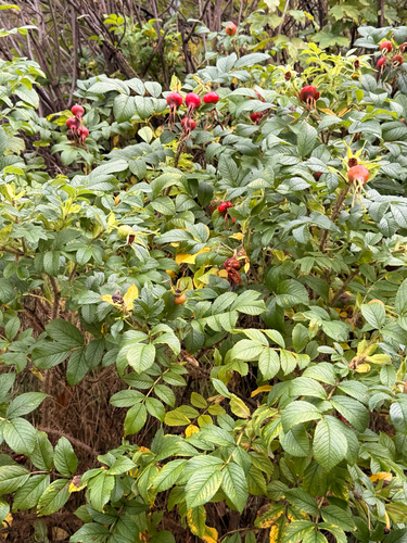 rugosa rose
