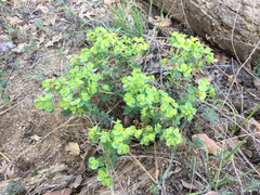 Euphorbia lurida