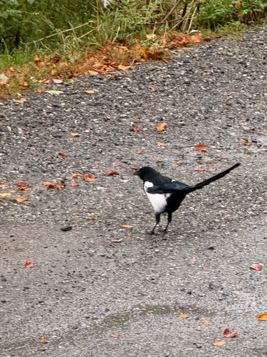 Eurasian Magpie