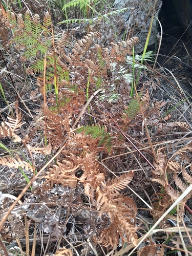 Austral Bracken