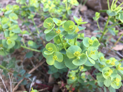 Euphorbia lurida