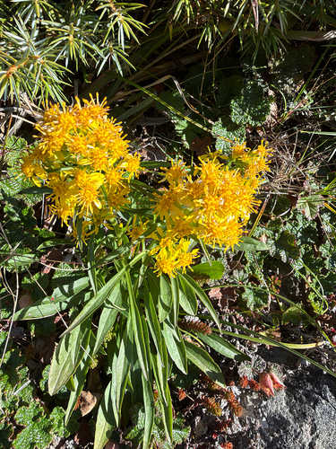 Solidago decurrens observed 2026-10-04