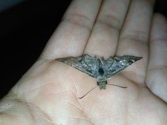 Antigonus emorsa