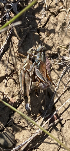 Packard's Grasshopper