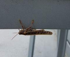 Schistocerca americana