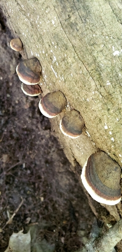 Perenniporia ohiensis observed 2026-10-03