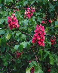 Aesculus × carnea