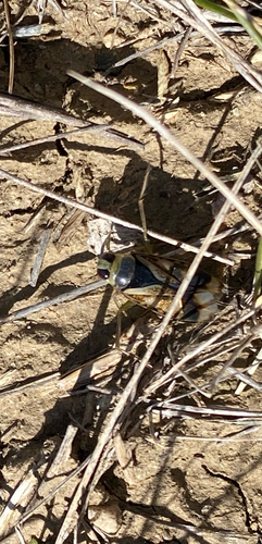 Kirby's Backswimmer