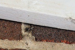 Platycryptus undatus