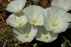 Convolvulus holosericeus