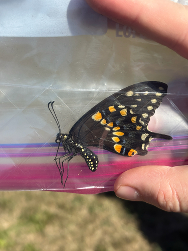 Eastern Black Swallowtail