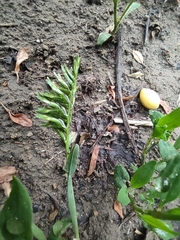 Sclerochloa dura