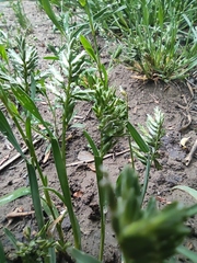 Sclerochloa dura