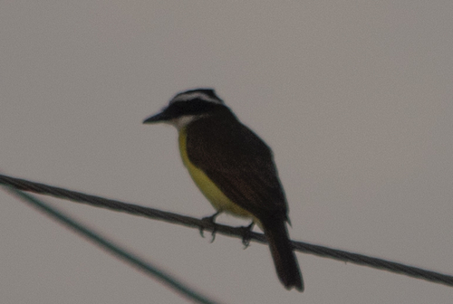 Great Kiskadee