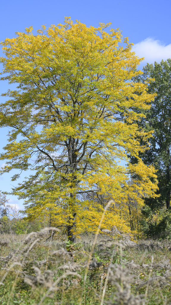 A whole tree turned bright gold above a dry meadow, beside darker trees still green, under a blue sky.