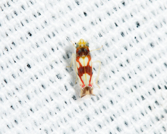 Erythroneura elegans