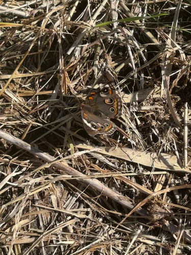 Common Buckeye