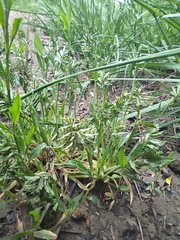 Sclerochloa dura