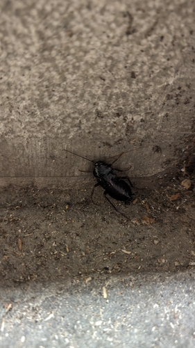 Oriental Cockroach