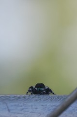 Phidippus audax