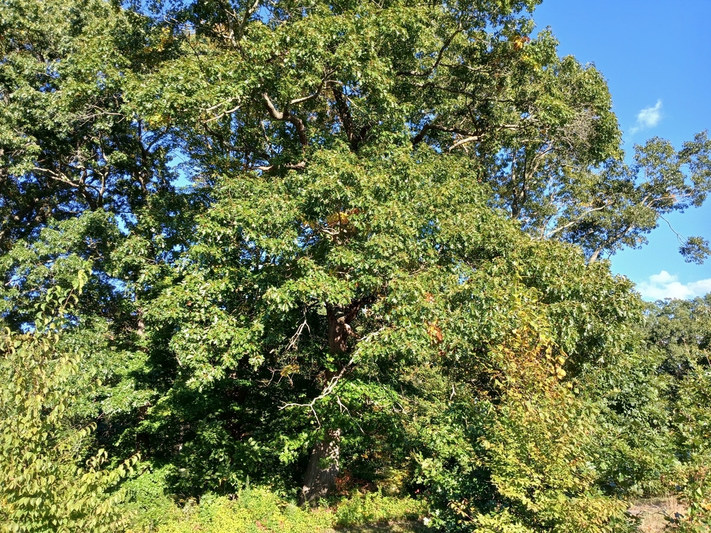 A big oak with its whole crown still green and only a few yellow leaves, beside other green trees.