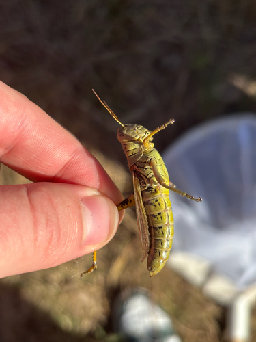 Differential Grasshopper