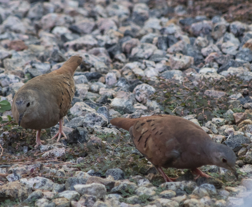Ruddy Ground Dove