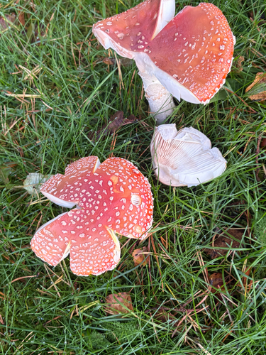 Fly Agaric