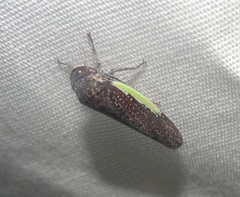 Hamana gelbata
